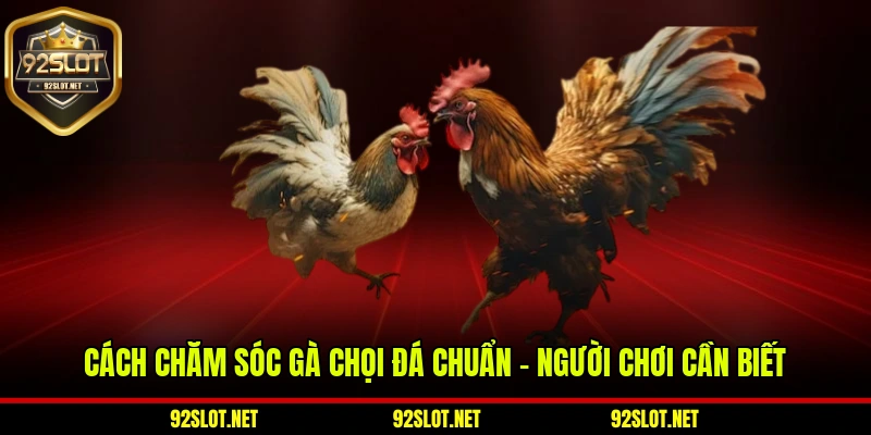 Cách Chăm Sóc Gà Chọi Đá Chuẩn - Người Chơi Cần Biết