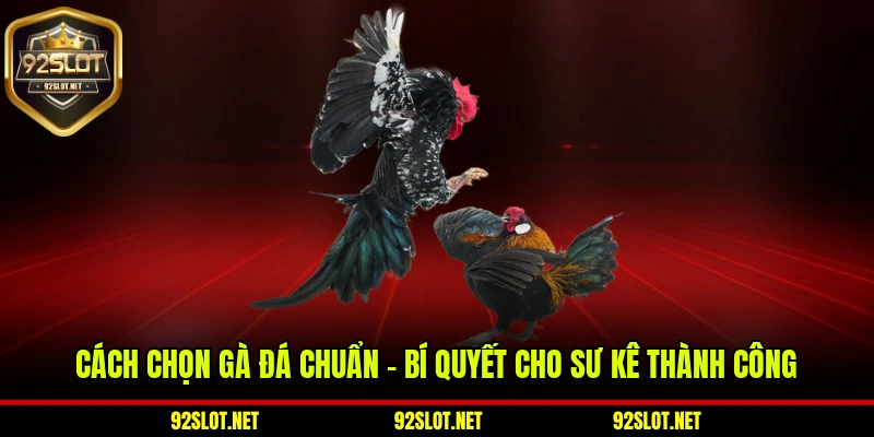 Cách Chọn Gà Đá Chuẩn – Bí Quyết Cho Sư Kê Thành Công