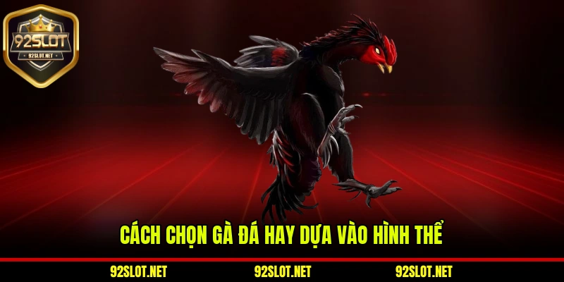Cách chọn gà đá hay dựa vào hình thể