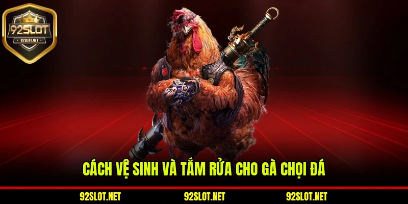 Cách vệ sinh và tắm rửa cho gà chọi đá