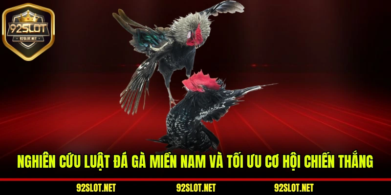 Nghiên cứu luật đá gà miền Nam và tối ưu cơ hội chiến thắng