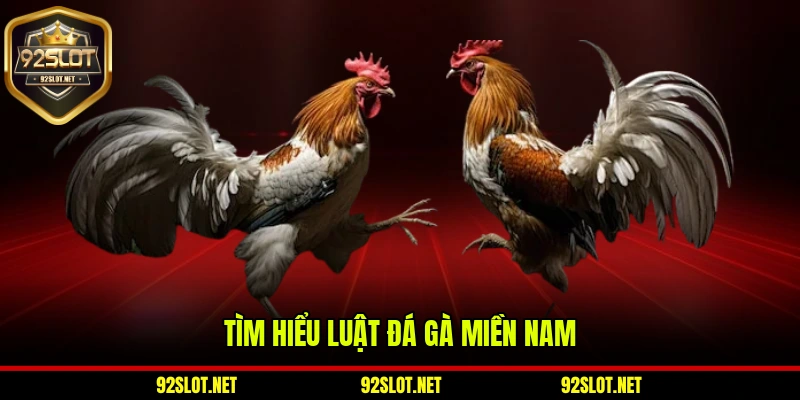 Tìm hiểu luật đá gà miền Nam